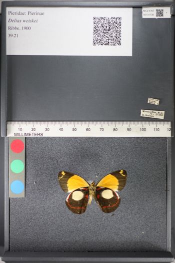 Media type: image;   Entomology 131736